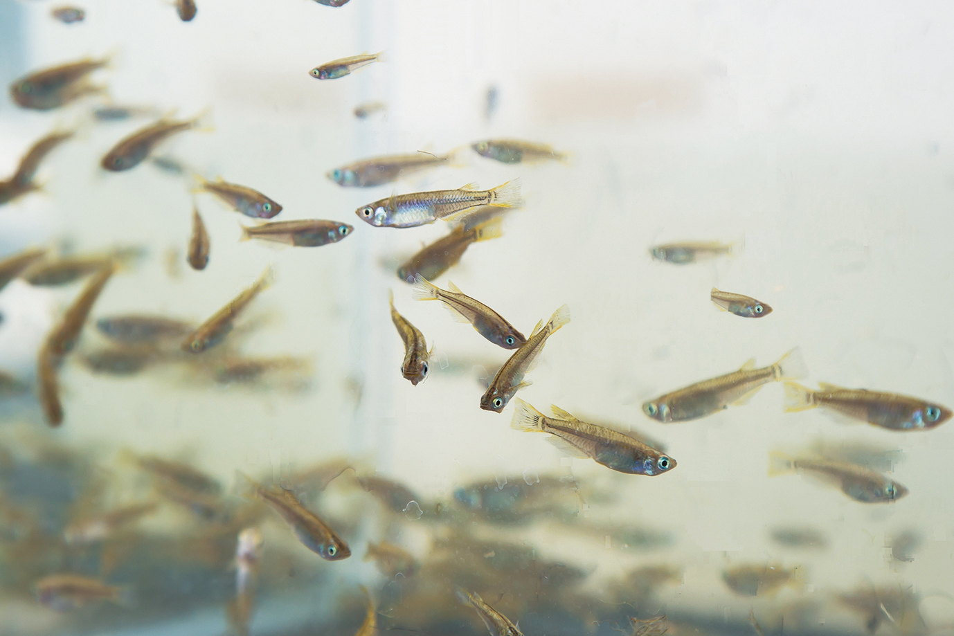 Japanese killifish (a vulnerable species (VU))