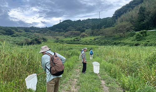 Collecting insects