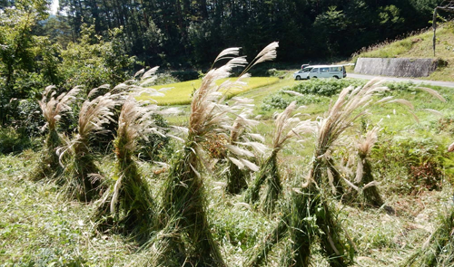 Cut grass piles