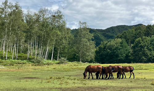 Kiso horses