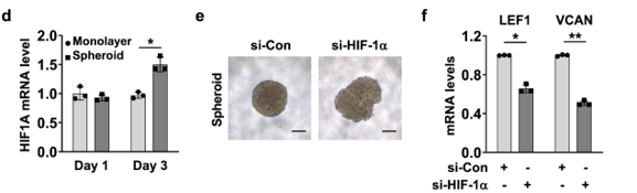 3D culture of DPCs shows high expression of HIF1A, and HIF-1α regulates trichogenic genes in DPC spheroids.