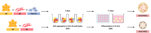 【Fig.2A】Schematic protocol for self-aggregation and differentiation of mLOs.