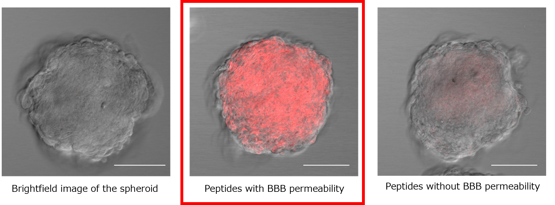 Evaluation of BBB permeability