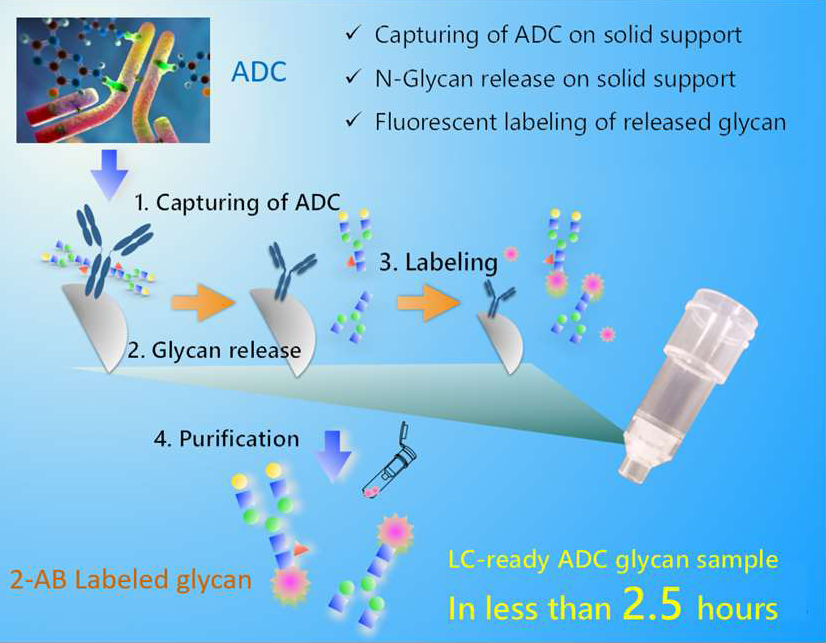 N-Glycan Analysis of Antibody-Drug Conjugate (ADC) using EZGlyco<sup>®</sup> mAb-N Kit with 2-AB