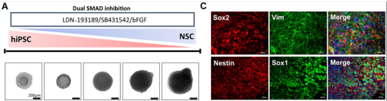 Fig.1 NSCスフェロイドの分化誘導