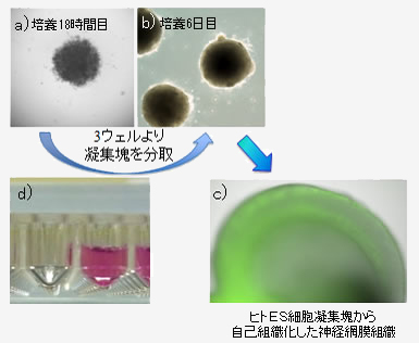 PrimeSurface® MS-9096Vを用いたヒトＥＳ細胞凝集塊から自己組織化した神経網膜組織への誘導