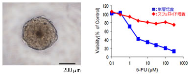 PrimeSurface® を用いた抗がん剤薬効試験例