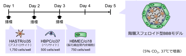 PrimeSurface®プレート96VにBBBを構成する細胞を播種